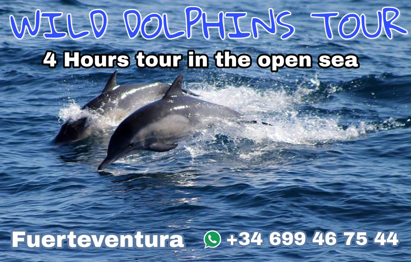 Avistamiento de Delfines